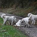 2009_11_08_3104